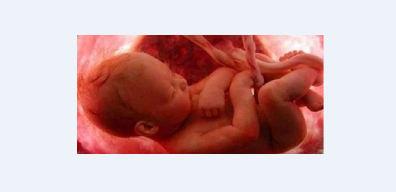 مراحل نمو الجنين في بطن امه بالاسابيع arya buidi
