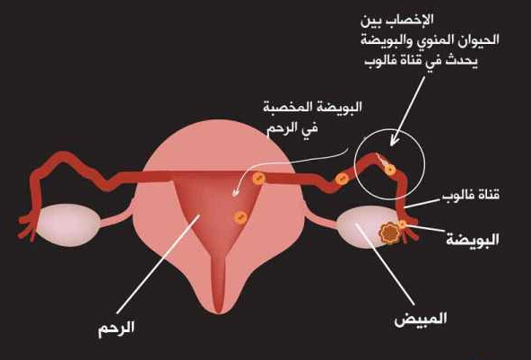 كيف يحدث الحمل