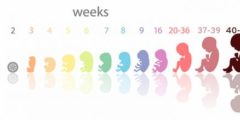 تعرف على مراحل تكوين الجنين من أول يوم بالتفصيل فيديو