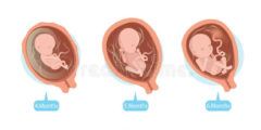 مراحل تطور الجنين شهر بشهر بالصور