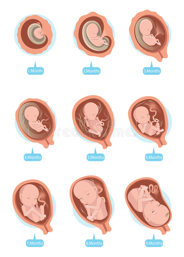 مراحل تطور الجنين شهر بشهر بالصور بمبي
