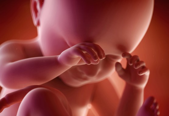 غشاء الجنين الذي يخرج معه عند الولادة