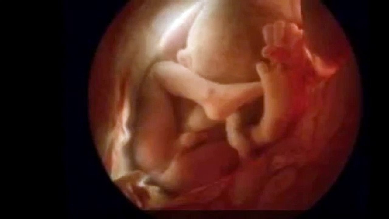مراحل تكوين الجنين من أول يوم حتى الولادة مع الصور والفيديو بمبي