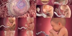 مراحل تكوين الجنين من أول يوم حتى الولادة مع الصور والفيديو