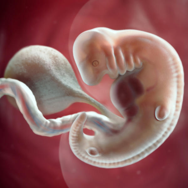 تكوين الجنين 