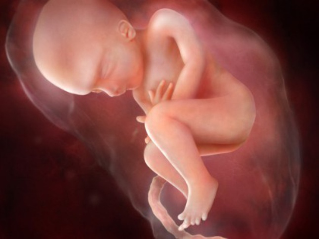 مراحل تطور الجنين