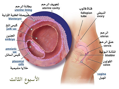 مراحل تكوين الجنين من أول يوم