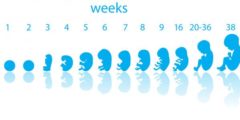 مراحل نمو الجنين شهريا من اليوم الأول إلى لحظة الولادة بالتفصيل