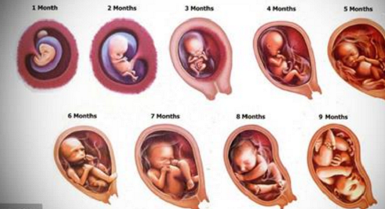 مراحل نمو الجنين شهريا من اليوم الأول إلى لحظة الولادة بالتفصيل بمبي