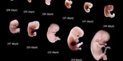 تعرف على مراحل تكوين الجنين بالتفصيل بالصور