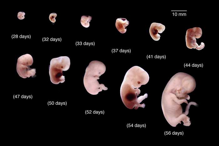 مراحل تكوين الجنين بالتفصيل