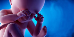 مراحل تطور الجنين بالسونار بالتفصيل