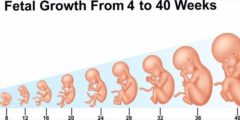 مراحل الحمل شهر بشهر بالتفصيل