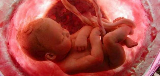 حركة الجنين الانثى في الشهر السادس وما يميزها عن الجنين الذكر