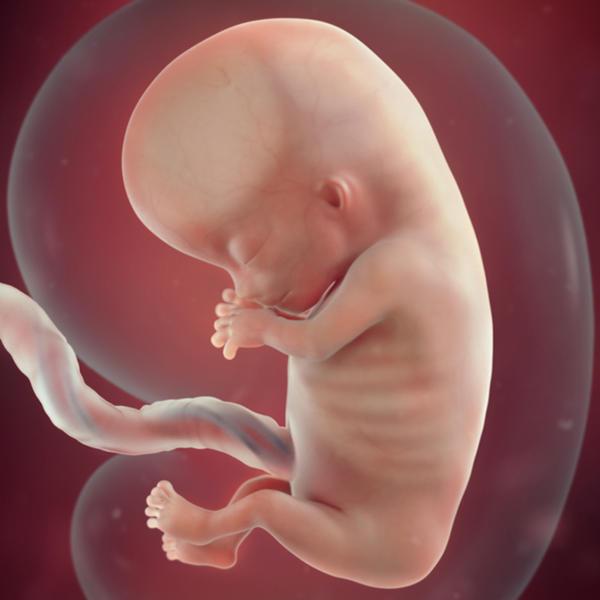 شكل الجنين في الشهر الثالث في بطن امه