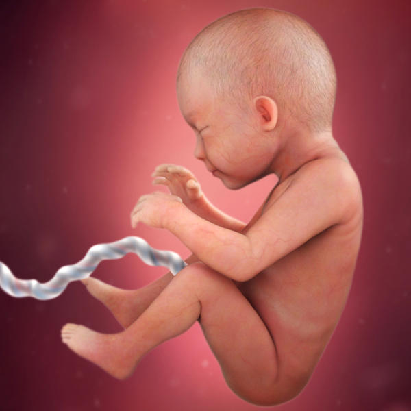 كيف تكون حركة الجنين الانثى في الشهر السادس