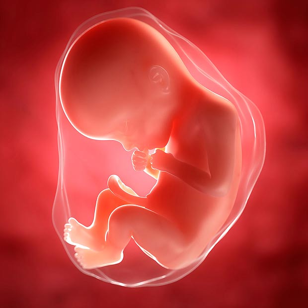 كيف تكون حركة الجنين الذكر في الشهر الثامن والجنين الأنثى بمبي