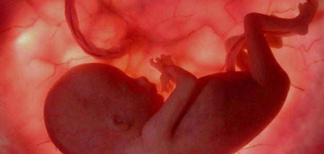 متى ينبض الجنين الذكر في بطن الأم ؟