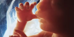 شرح مراحل نمو الجنين داخل الرحم بدءا من تلقيح البويضة بالصور لحظة بلحظة