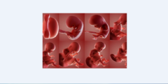 ما هي مراحل نمو الجنين داخل الرحم بدءا من تلقيح البويضة حتى المرحلة النهائية من الحمل