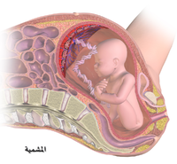 غشاء الجنين الذي يخرج معه عند الولادة 
