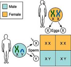 طرق تحديد نوع الجنين بشكل علمي