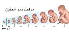مراحل تطور الجنين بالتفصيل وتكوينه من الاسبوع الاول للاخير