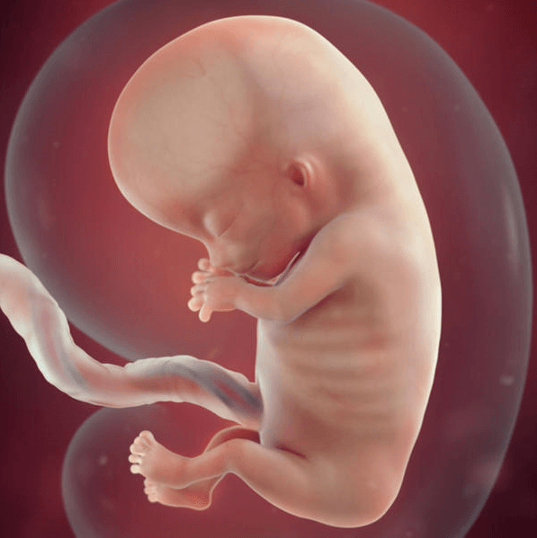 مراحل تطور الجنين بالتفصيل