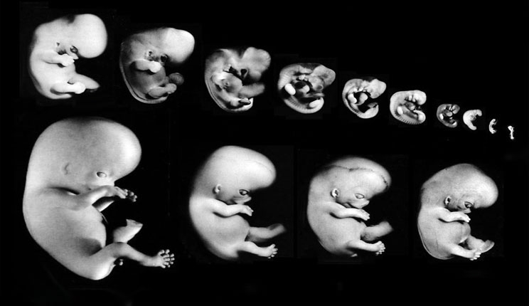 مراحل تكوين الجنين خلال شهور الحمل