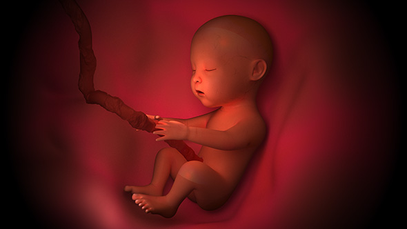 غشاء الجنين الذي يخرج معه عند الولادة