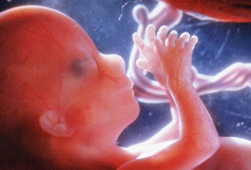 مراحل تكوين الجنين بالتفصيل