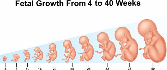 تطور الجنين