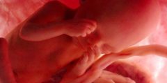 ما هو شكل الجنين الذكر في الشهر السادس وتكوينه
